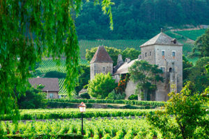 wijngaard Grevery Chambertin